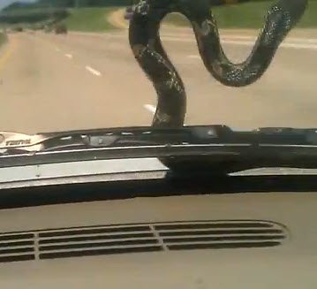 Bizarre Video:  Snake On The Car – What Would You Do?