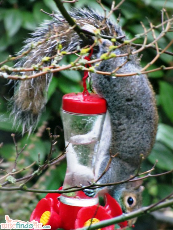 Squirrel empties Humming Bird Feeder