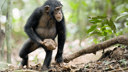 Movie Review: Celebrate Earth Day with Disneynature’s CHIMPANZEE