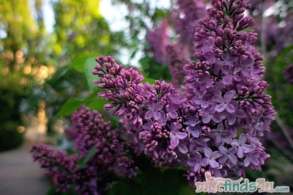 Photography: Lilacs in Bloom Warsaw Poland May 2012
