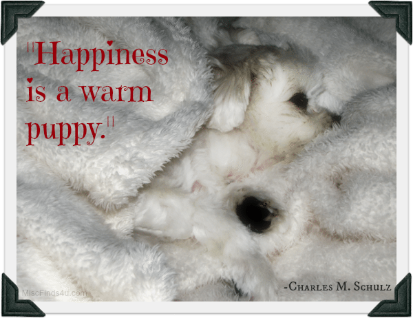 Dog Quote: Happiness is a Warm Puppy – Gracie’s Favorite Blanket