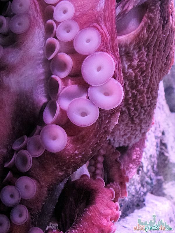 Monterey Aquarium Tentacles Exhibit - Octopus Tank