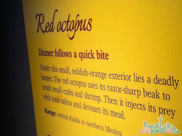 Monterey Aquarium Tentacles Exhibit - Red Octopus Description