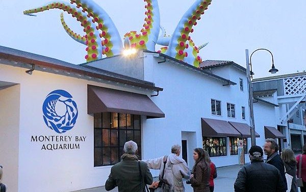 Tentacles Monterey Bay Aquarium New Exhibit Overview