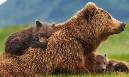 Disneynature BEARS Available on Home Video