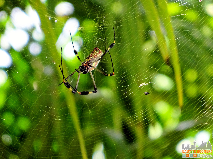 Playa Estrella Panama - Spider