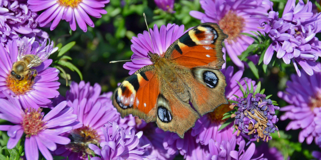 How To Attract Butterflies to Your Garden Naturally